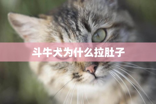 斗牛犬為什么拉肚子