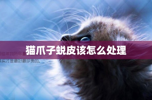 貓爪子蛻皮該怎么處理