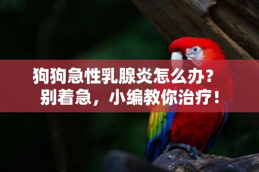 狗狗急性乳腺炎怎么辦？ 別著急，小編教你治療！