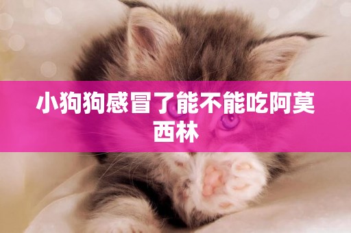 小狗狗感冒了能不能吃阿莫西林