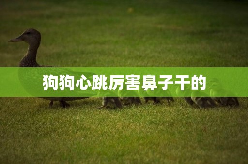 狗狗心跳厲害鼻子干的