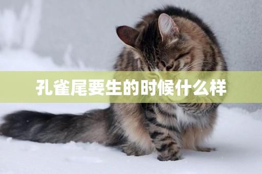 孔雀尾要生的時候什么樣