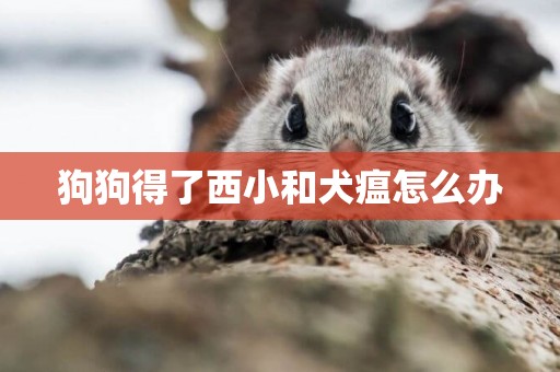 狗狗得了西小和犬瘟怎么辦