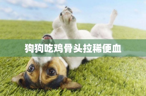 狗狗吃雞骨頭拉稀便血