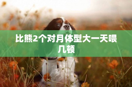 比熊2個對月體型大一天喂幾頓