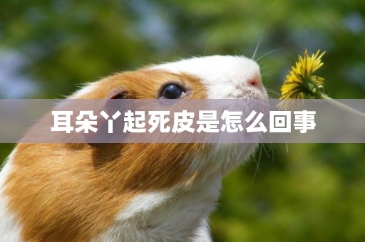 耳朵丫起死皮是怎么回事