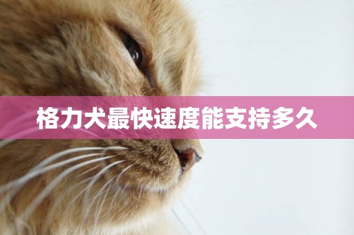 格力犬最快速度能支持多久