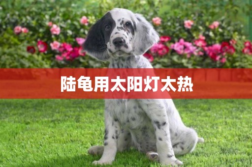 陸龜用太陽燈太熱