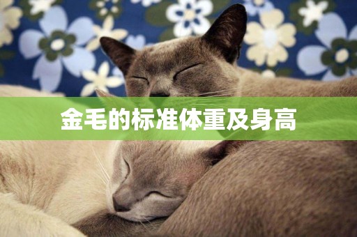 金毛的標準體重及身高