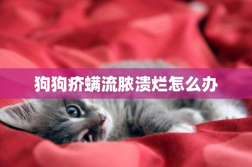 狗狗疥螨流膿潰爛怎么辦