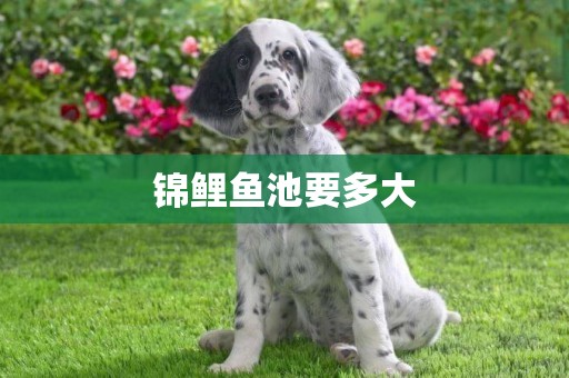 錦鯉魚池要多大
