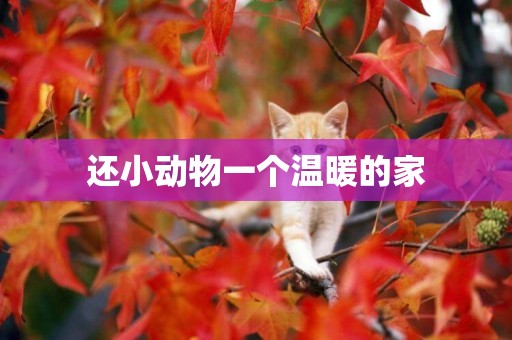 還小動物一個溫暖的家