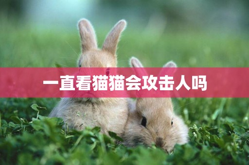 一直看貓貓會攻擊人嗎
