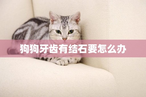 狗狗牙齒有結石要怎么辦