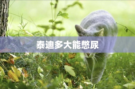 泰迪多大能憋尿