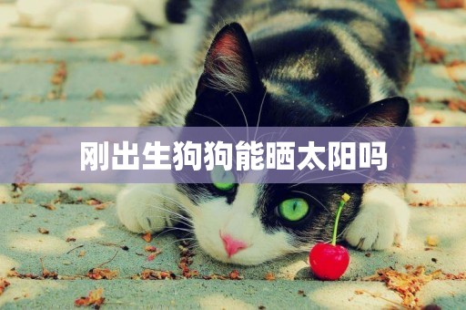 剛出生狗狗能曬太陽嗎