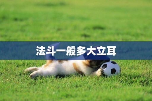 法斗一般多大立耳