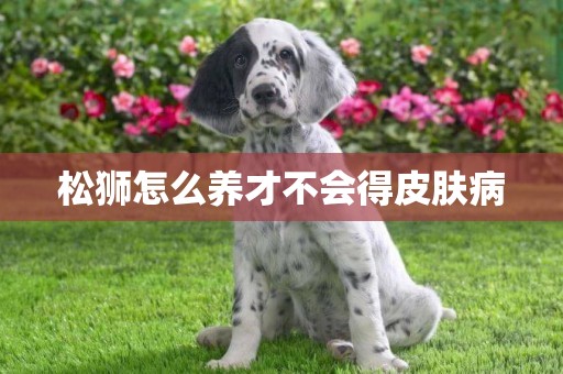 松獅怎么養才不會得皮膚病