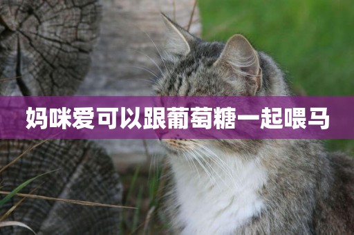 媽咪愛可以跟葡萄糖一起喂馬