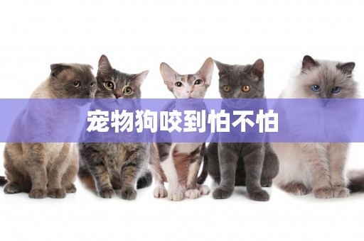 寵物狗咬到怕不怕