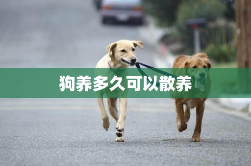 狗養多久可以散養