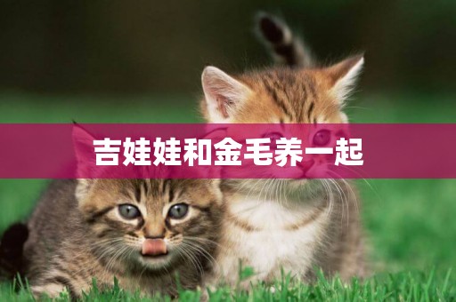 吉娃娃和金毛養一起