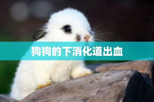 狗狗的下消化道出血
