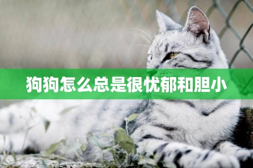 狗狗怎么總是很憂郁和膽小