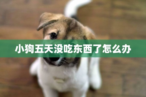小狗五天沒吃東西了怎么辦