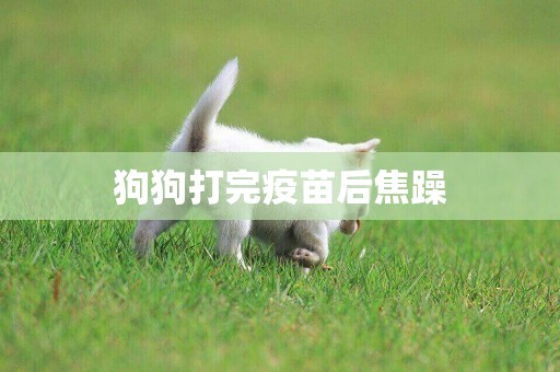 狗狗打完疫苗后焦躁