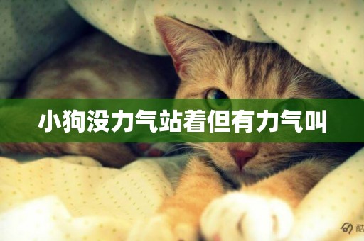 小狗沒力氣站著但有力氣叫