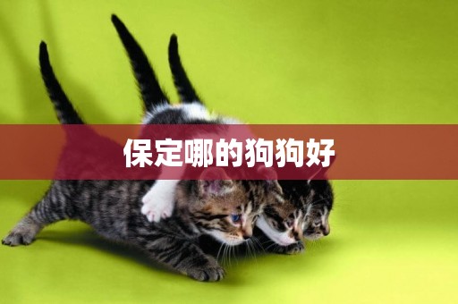 保定哪的狗狗好