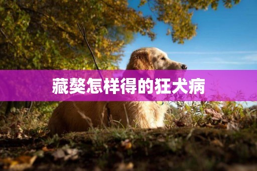 藏獒怎樣得的狂犬病