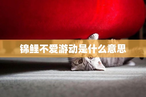 錦鯉不愛游動是什么意思