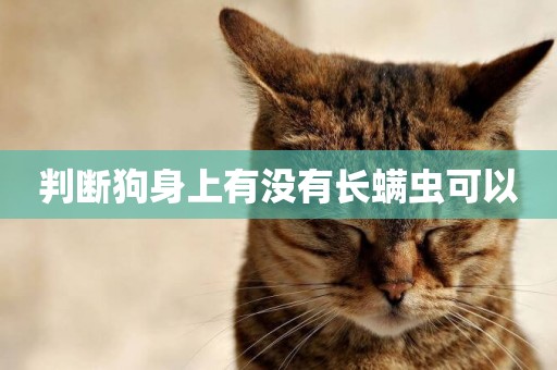 判斷狗身上有沒有長螨蟲可以