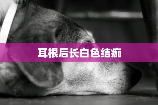 耳根后長白色結痂