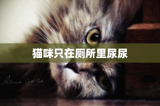 貓咪只在廁所里尿尿
