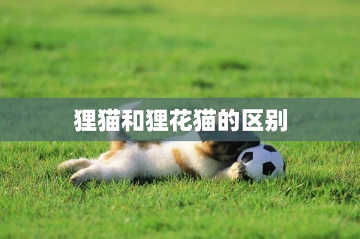 貍貓和貍花貓的區別