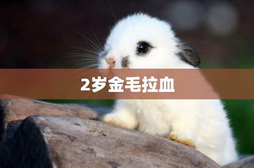 2歲金毛拉血