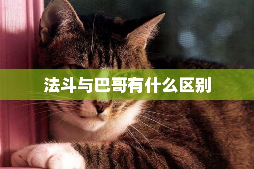 法斗與巴哥有什么區別