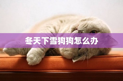 冬天下雪狗狗怎么辦