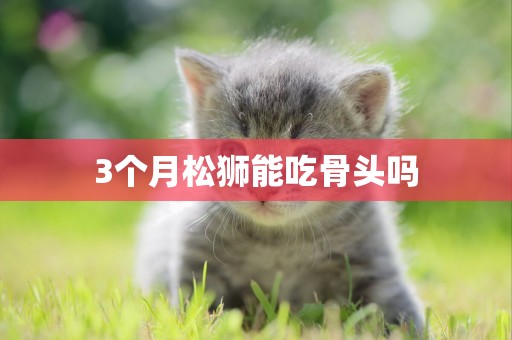 3個月松獅能吃骨頭嗎