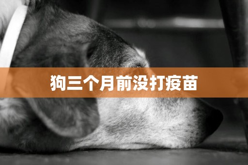 狗三個月前沒打疫苗