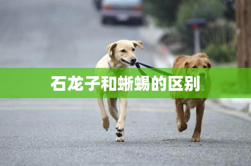 石龍子和蜥蜴的區別