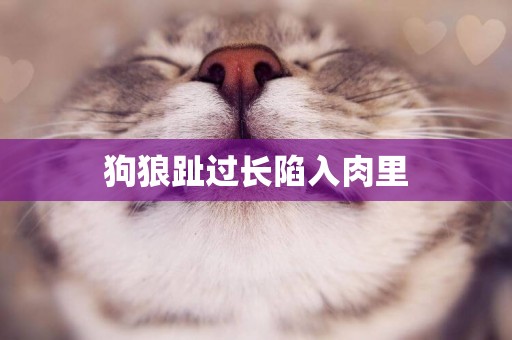 狗狼趾過長陷入肉里