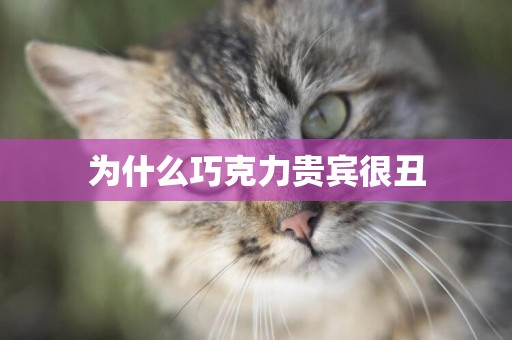 為什么巧克力貴賓很丑