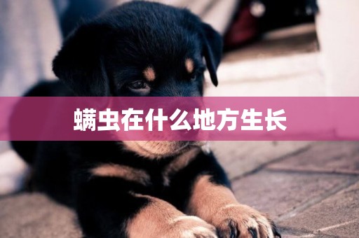 螨蟲在什么地方生長