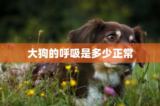大狗的呼吸是多少正常