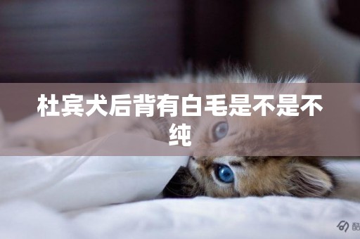 杜賓犬后背有白毛是不是不純