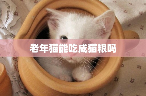 老年貓能吃成貓糧嗎